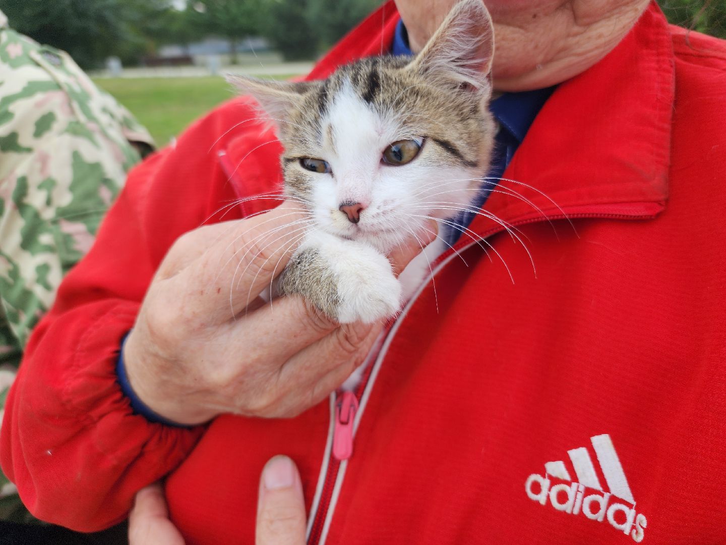 помощь бездомным животным, орехово зуево,акция в городском парке,
