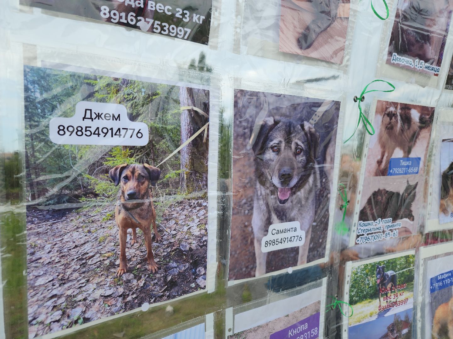 помощь бездомным животным, орехово зуево,акция в городском парке,