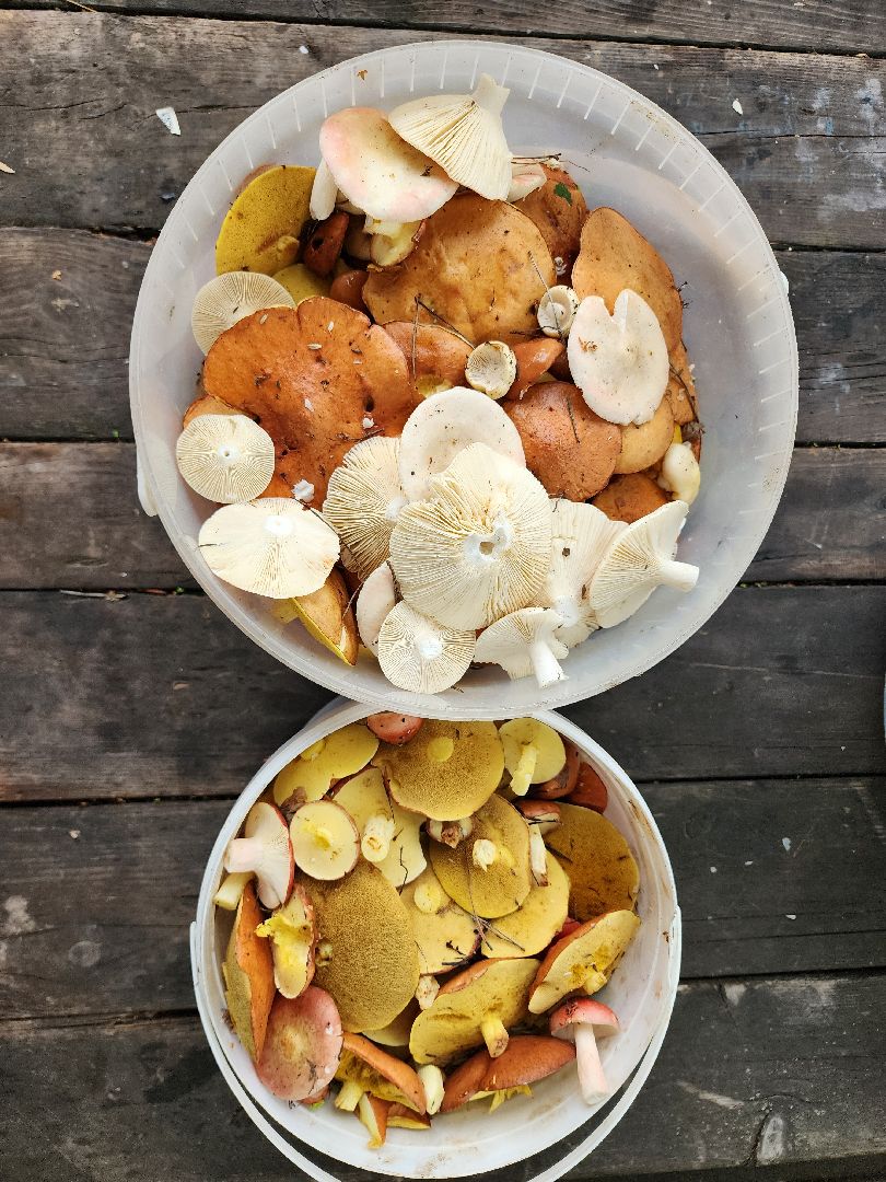 тихая охота, грибы, сбор грибов, Старая Купавна, Богородский городской округ,