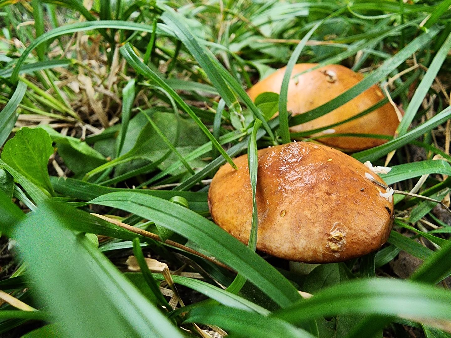 тихая охота, грибы, сбор грибов, Старая Купавна, Богородский городской округ,