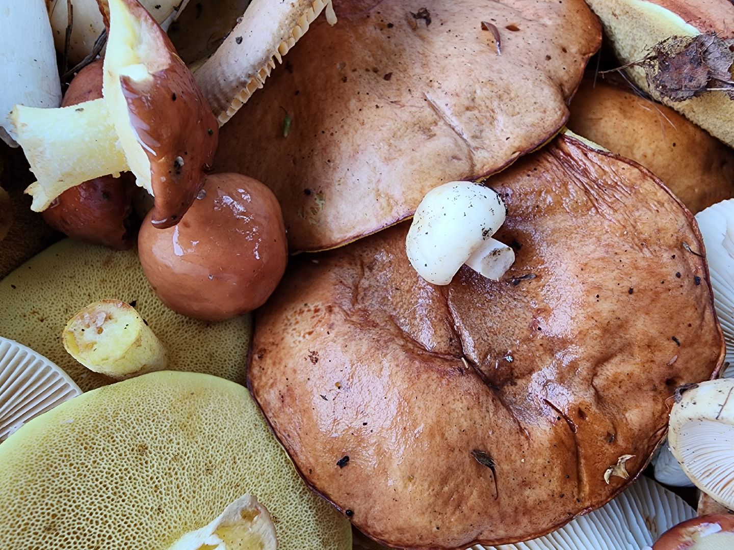 тихая охота, грибы, сбор грибов, Старая Купавна, Богородский городской округ,