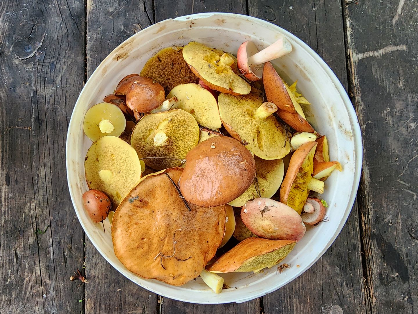 тихая охота, грибы, сбор грибов, Старая Купавна, Богородский городской округ,