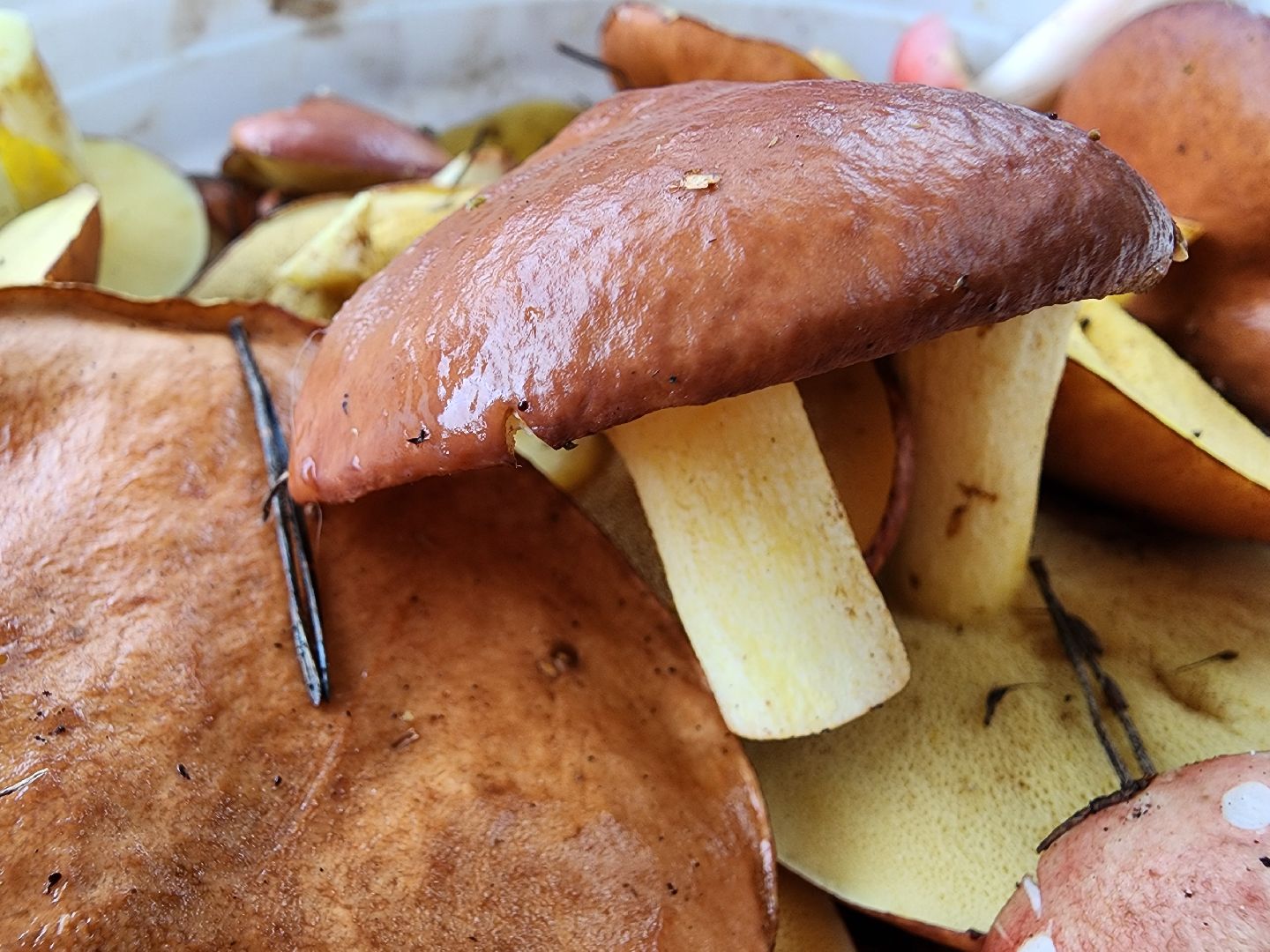 тихая охота, грибы, сбор грибов, Старая Купавна, Богородский городской округ,