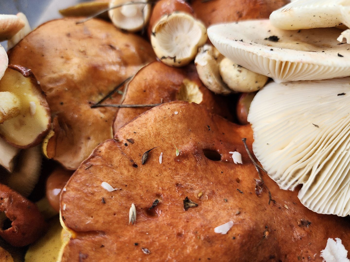 тихая охота, грибы, сбор грибов, Старая Купавна, Богородский городской округ,