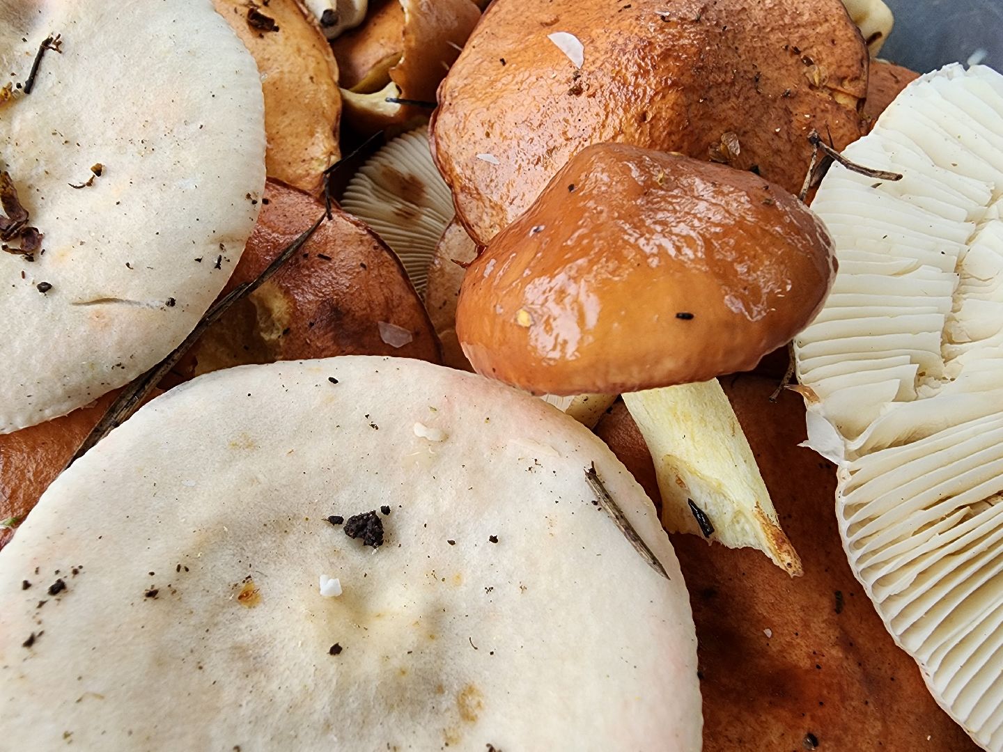 тихая охота, грибы, сбор грибов, Старая Купавна, Богородский городской округ,