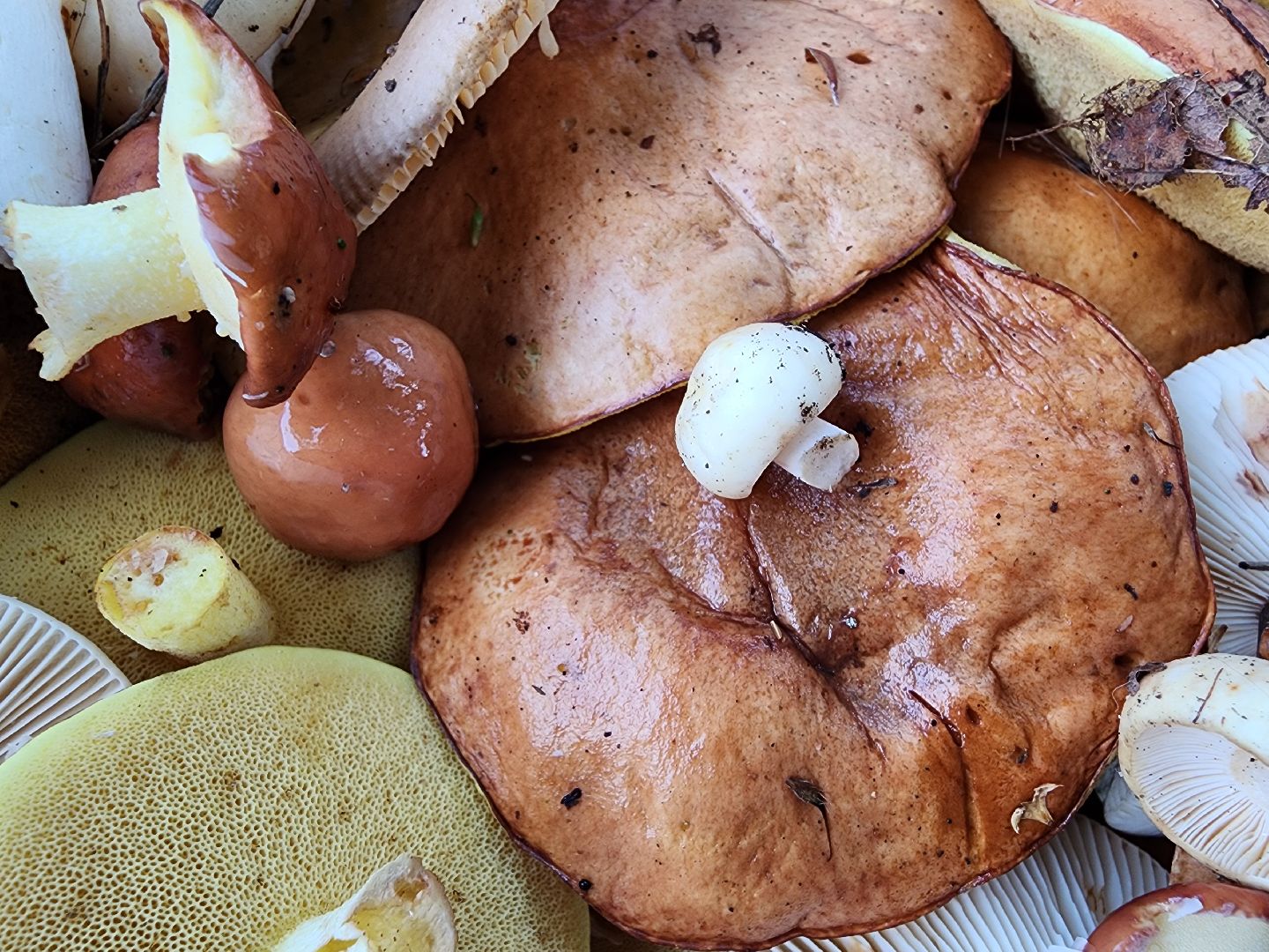 тихая охота, грибы, сбор грибов, Старая Купавна, Богородский городской округ,