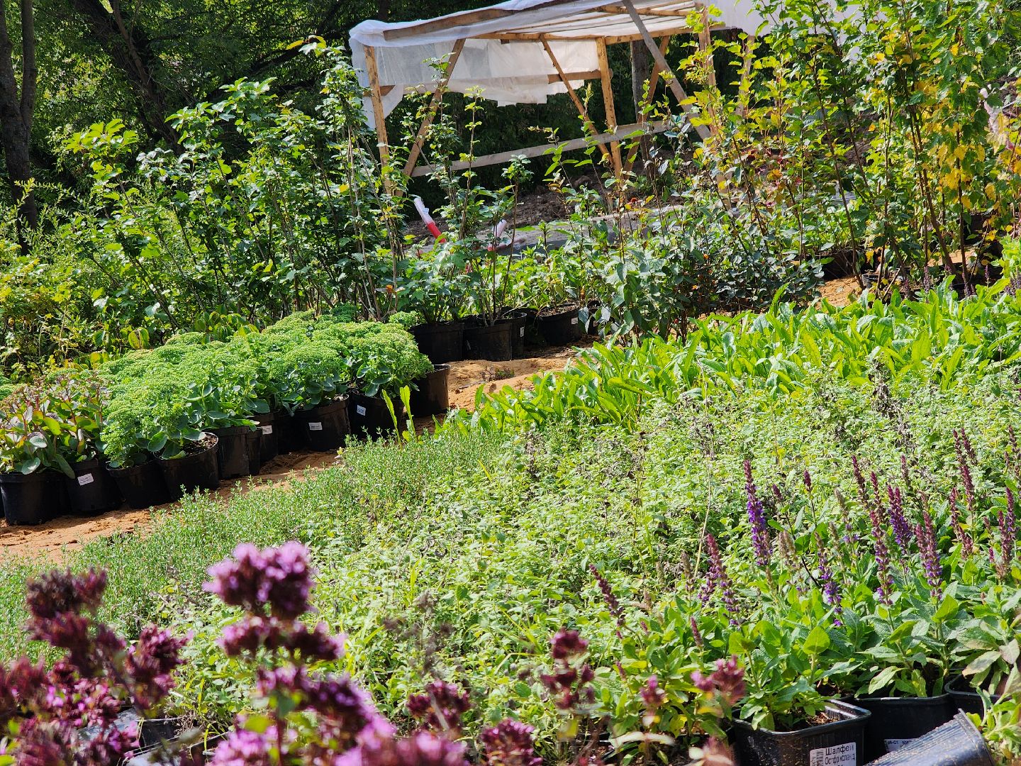 Подольск, Певческое поле, Дубровицы, знаменская церковь, благоустройство 2024, формирование комфортной городской среды,