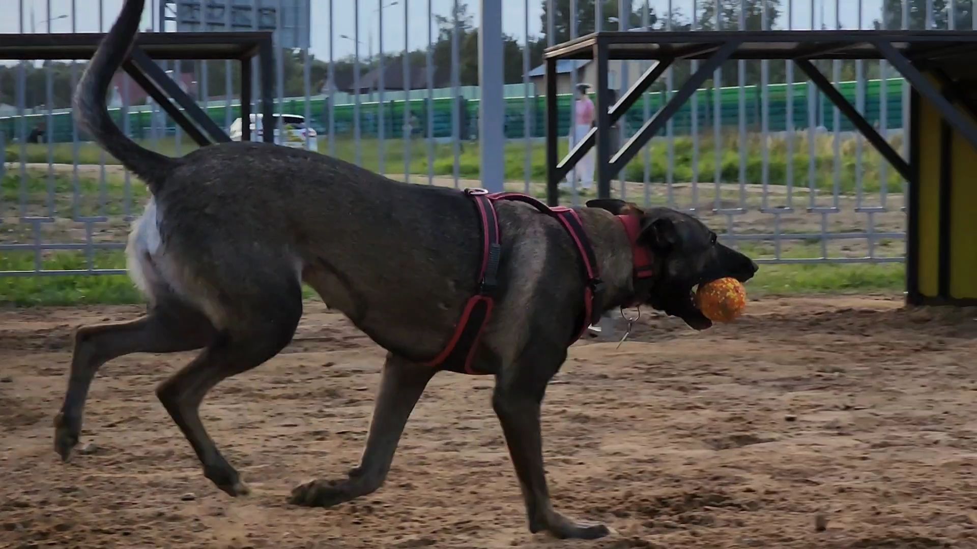одинцово, благоустройство, площадка для выгула собак,