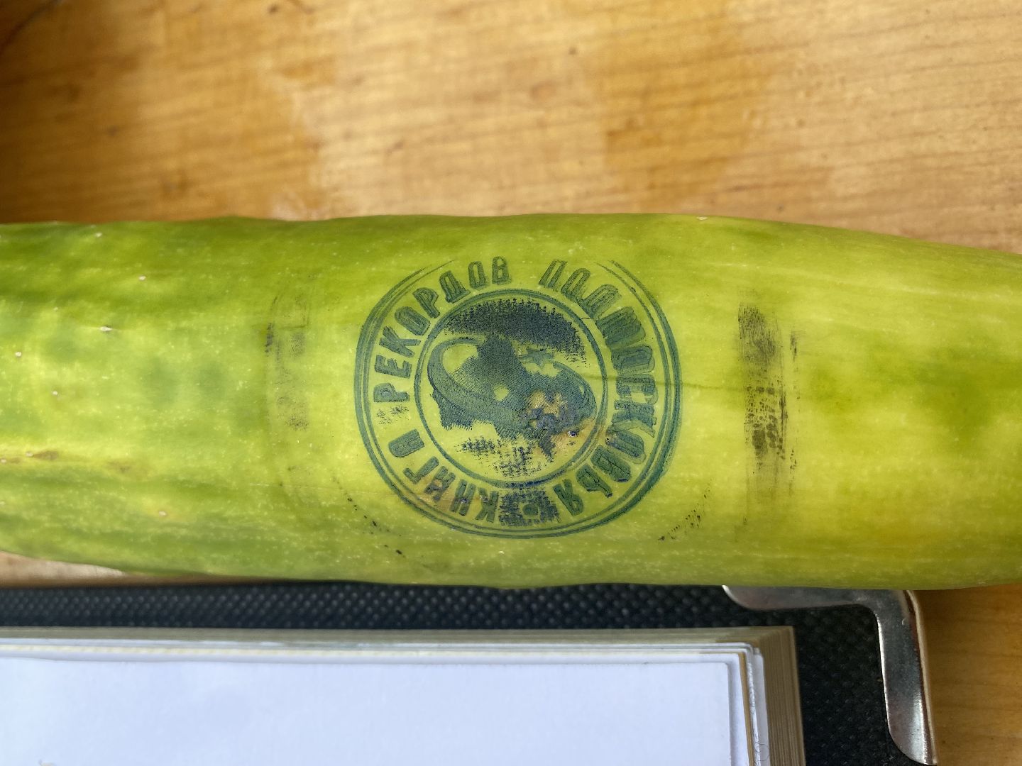 рекорд, огурец-гигант, Домодедово, Подмосковье, Рекордный урожай,