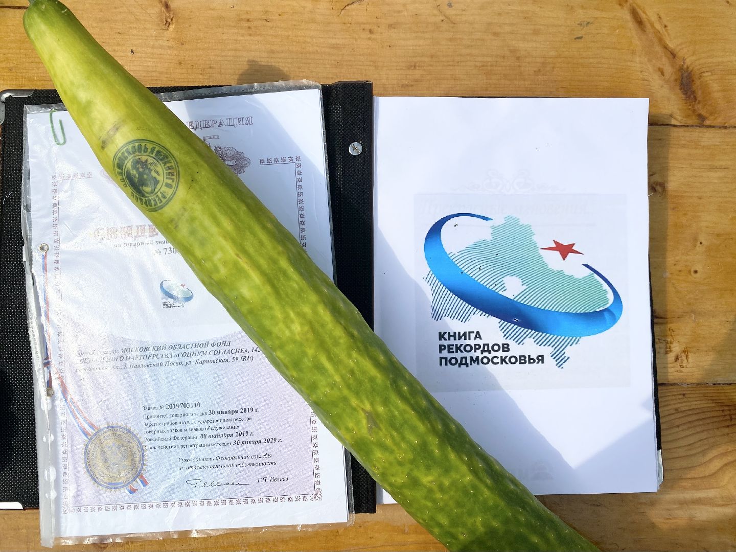 рекорд, огурец-гигант, Домодедово, Подмосковье, Рекордный урожай,