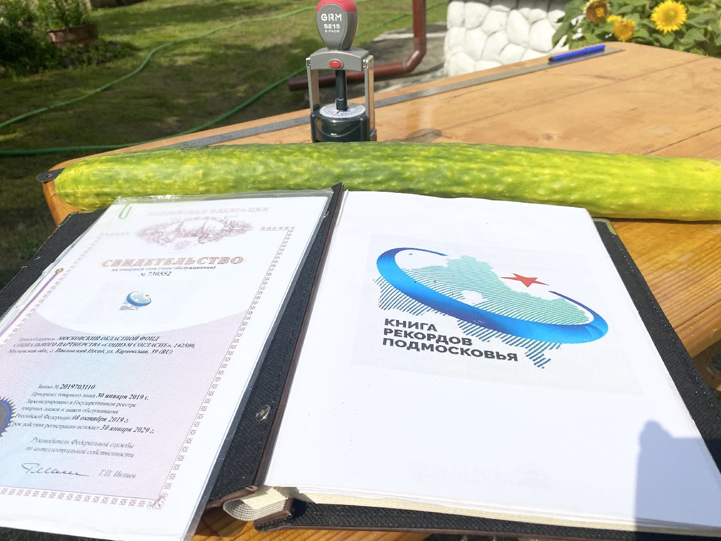 рекорд, огурец-гигант, Домодедово, Подмосковье, Рекордный урожай,