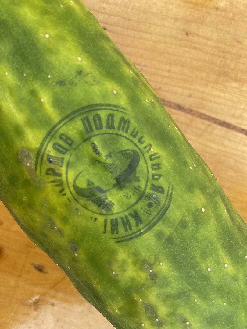 рекорд, огурец-гигант, Домодедово, Подмосковье, Рекордный урожай,