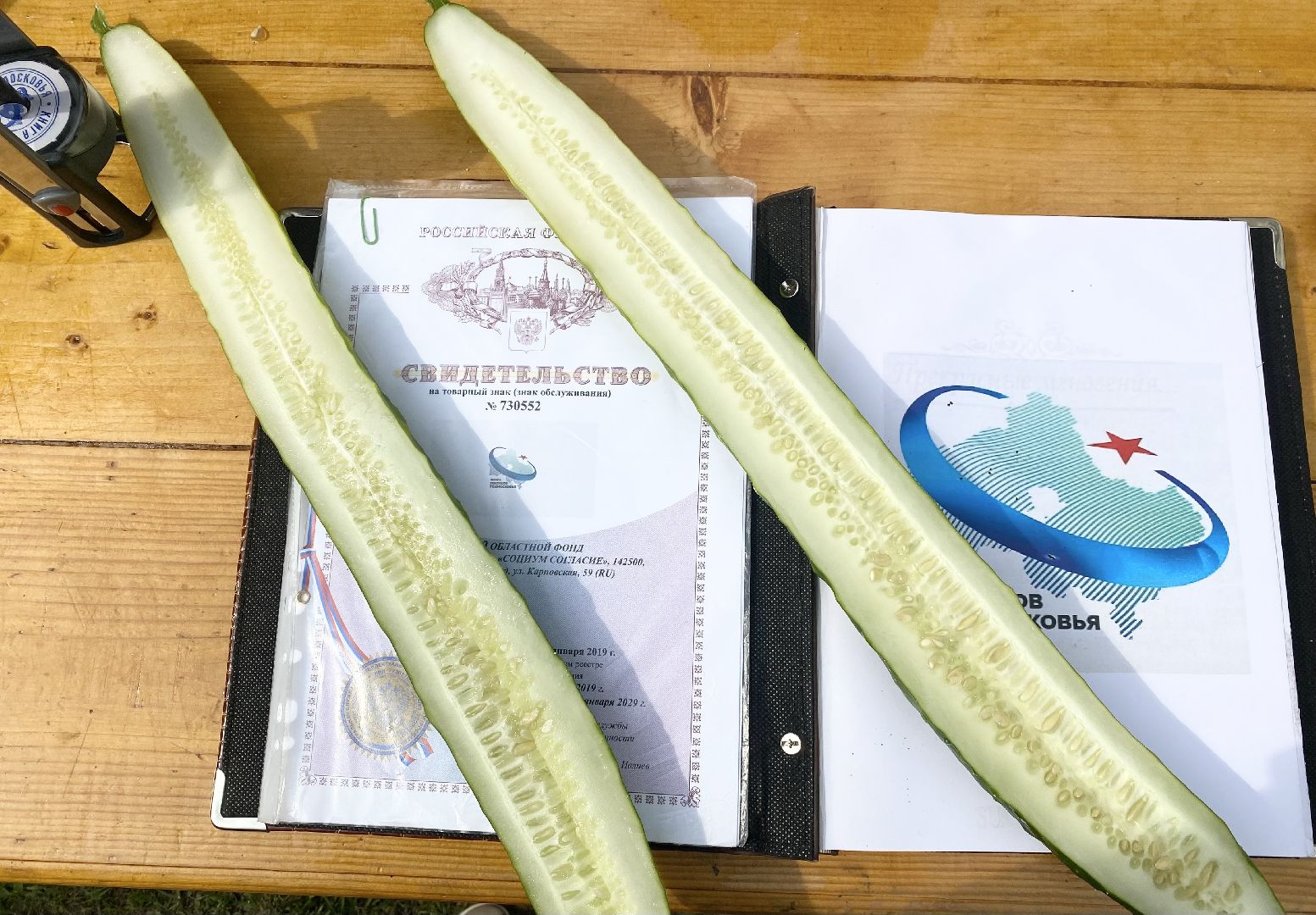 рекорд, огурец-гигант, Домодедово, Подмосковье, Рекордный урожай,