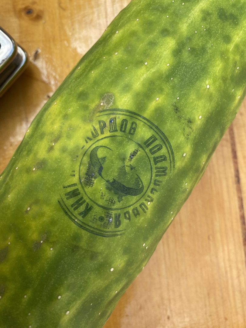 рекорд, огурец-гигант, Домодедово, Подмосковье, Рекордный урожай,