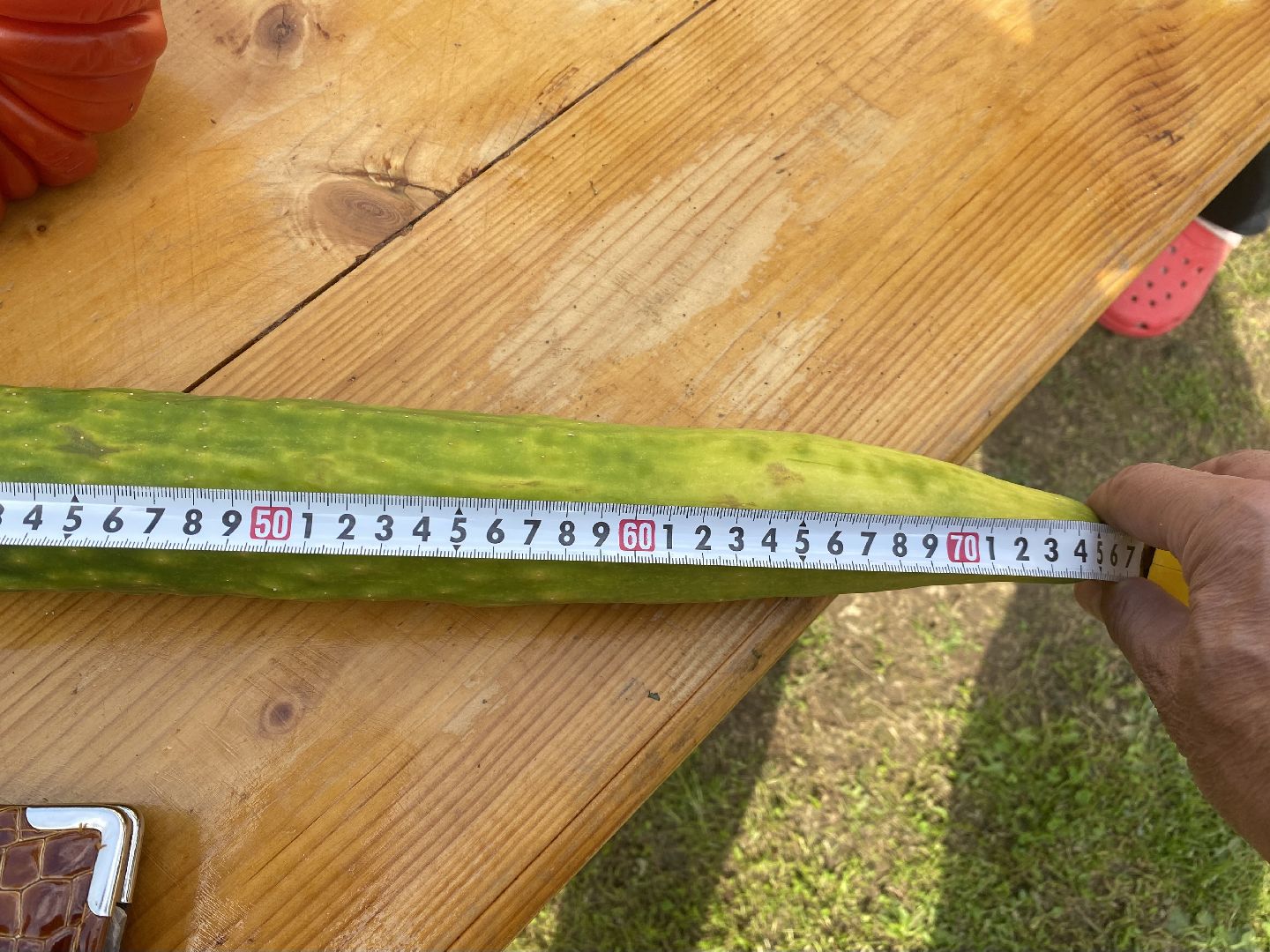 рекорд, огурец-гигант, Домодедово, Подмосковье, Рекордный урожай,