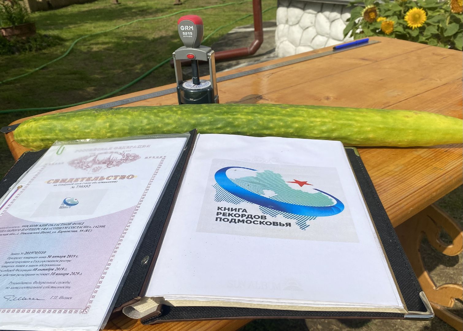 рекорд, огурец-гигант, Домодедово, Подмосковье, Рекордный урожай,