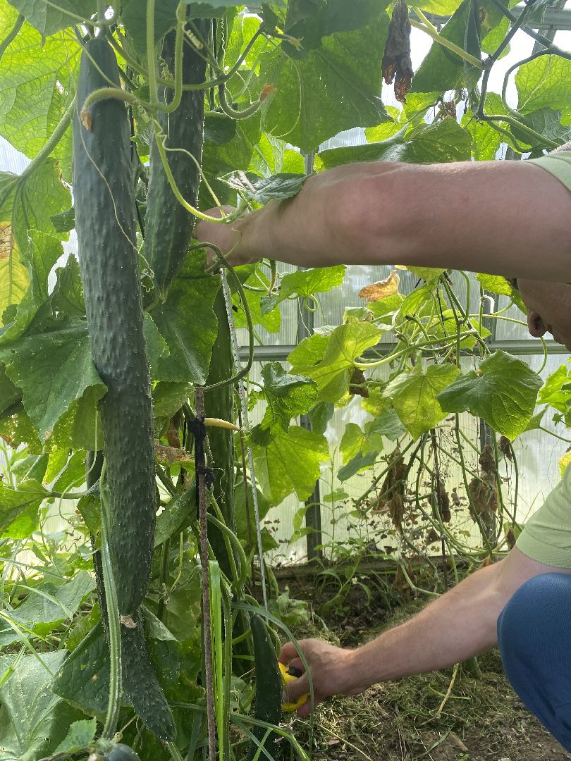 рекорд, огурец-гигант, Домодедово, Подмосковье, Рекордный урожай,