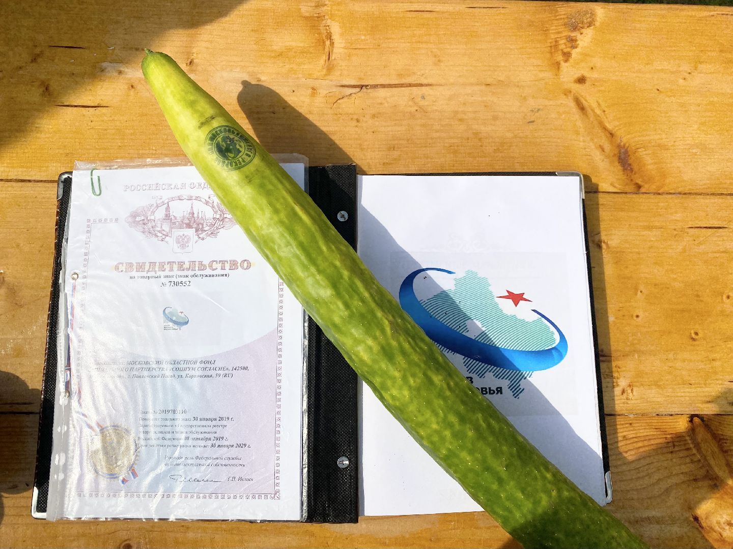 рекорд, огурец-гигант, Домодедово, Подмосковье, Рекордный урожай,