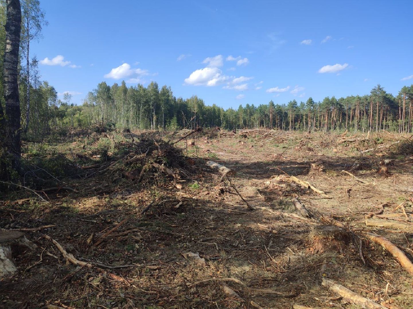 экология, вырубка леса, руза, ильятино, Экология Рузы, рузский городской округ, московская область, подмосковье,
