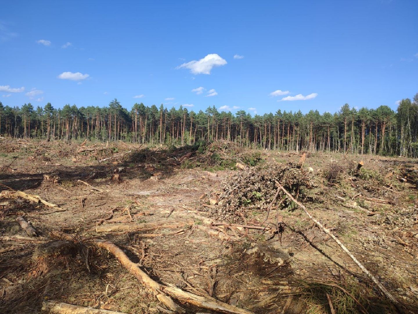 экология, вырубка леса, руза, ильятино, Экология Рузы, рузский городской округ, московская область, подмосковье,