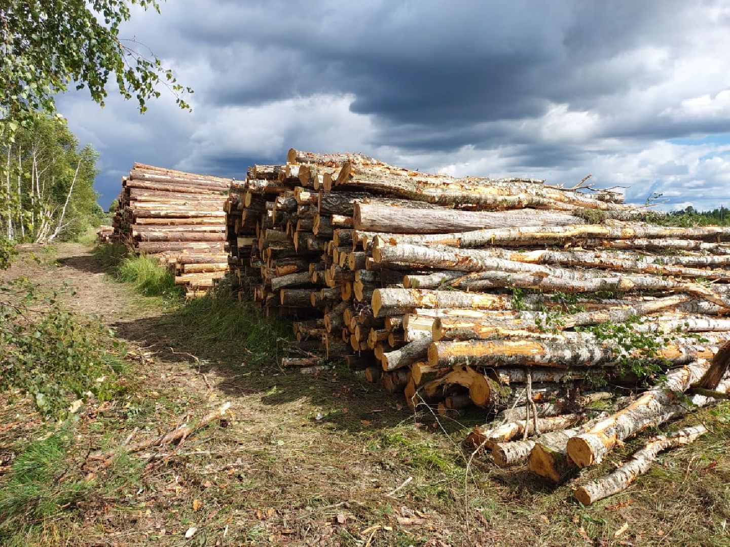 экология, вырубка леса, руза, ильятино, Экология Рузы, рузский городской округ, московская область, подмосковье,