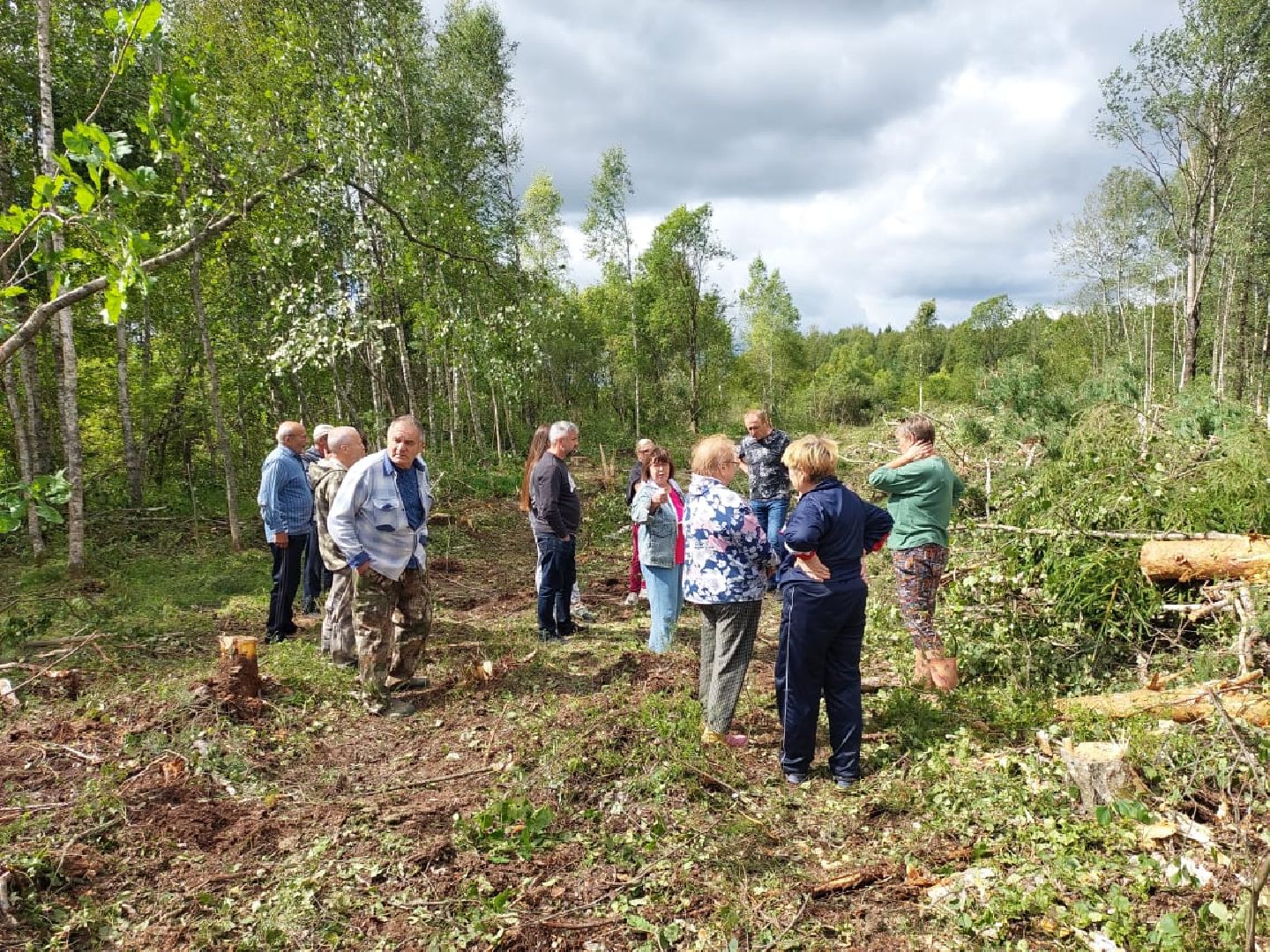 экология, вырубка леса, руза, ильятино, Экология Рузы, рузский городской округ, московская область, подмосковье,