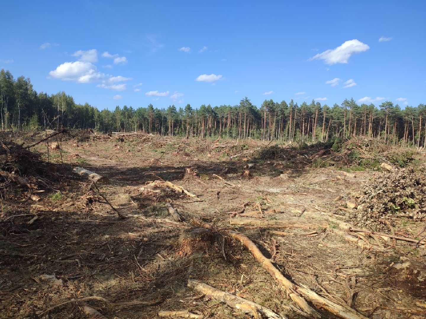 экология, вырубка леса, руза, ильятино, Экология Рузы, рузский городской округ, московская область, подмосковье,