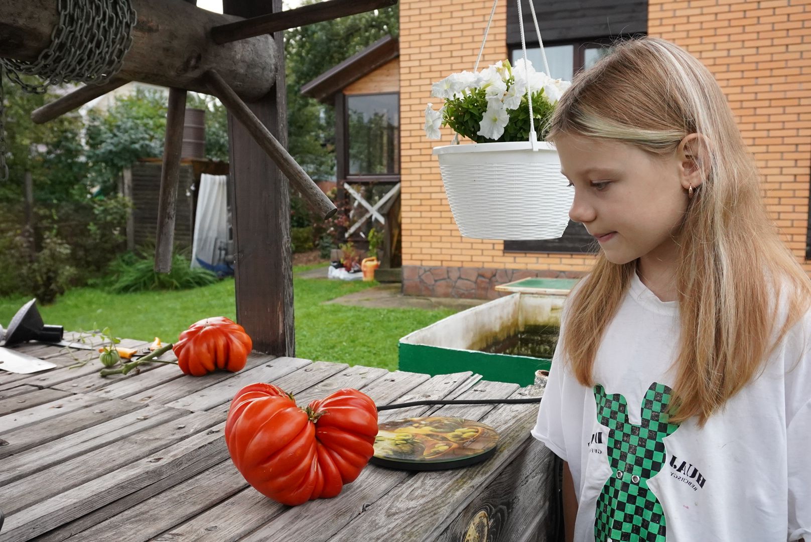 Павловский Посад, Городской округ Павловский Посад, Помидор, Рекорд, Хозяйство, Люди,Чебурашка, день рождения Чебурашки, Успенский,