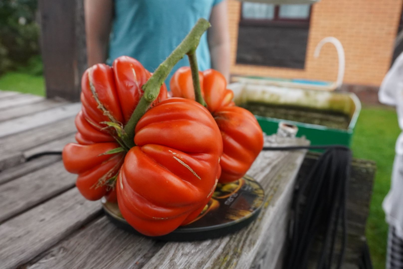 Павловский Посад, Городской округ Павловский Посад, Помидор, Рекорд, Хозяйство, Люди,Чебурашка, день рождения Чебурашки, Успенский,