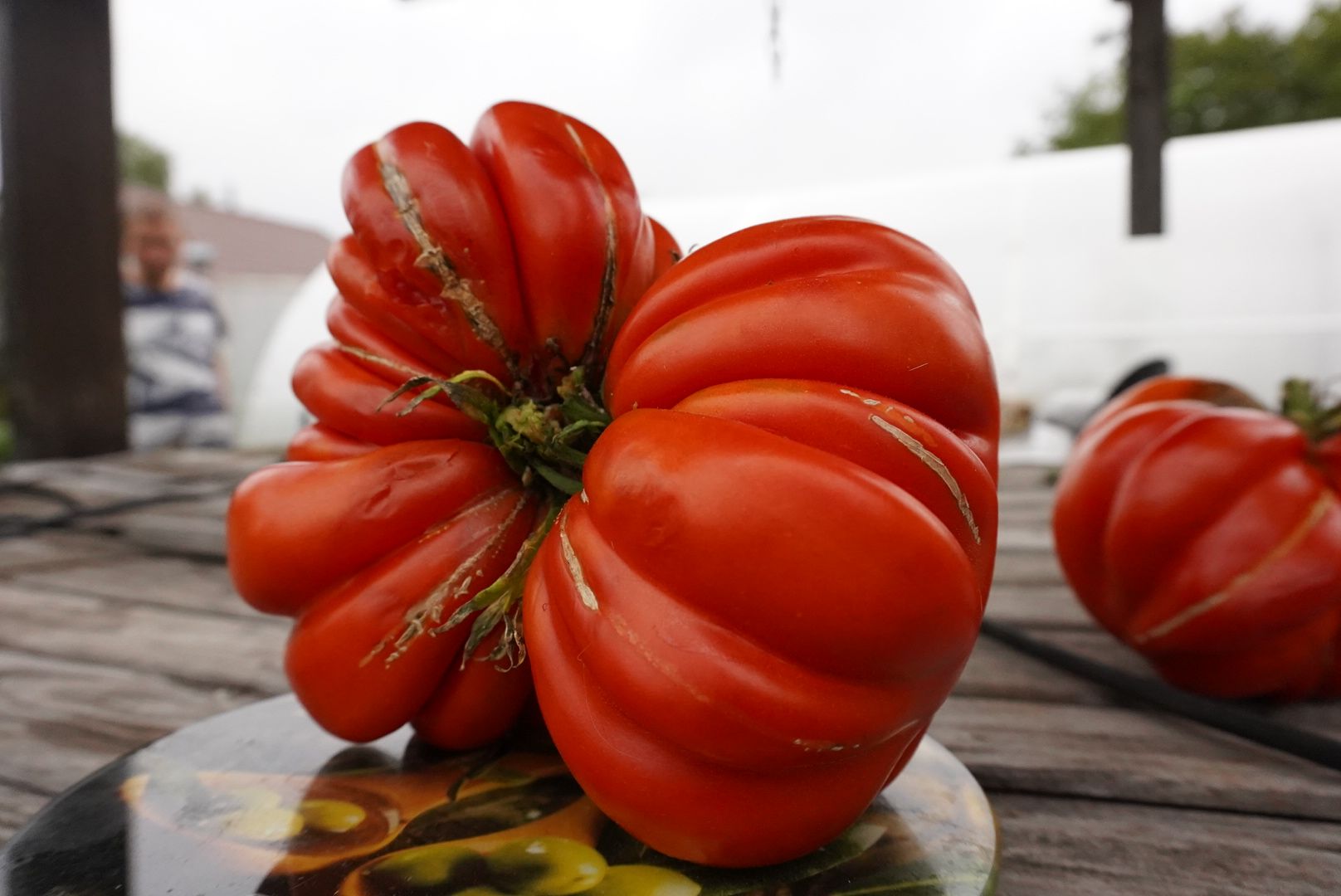 Павловский Посад, Городской округ Павловский Посад, Помидор, Рекорд, Хозяйство, Люди,Чебурашка, день рождения Чебурашки, Успенский,