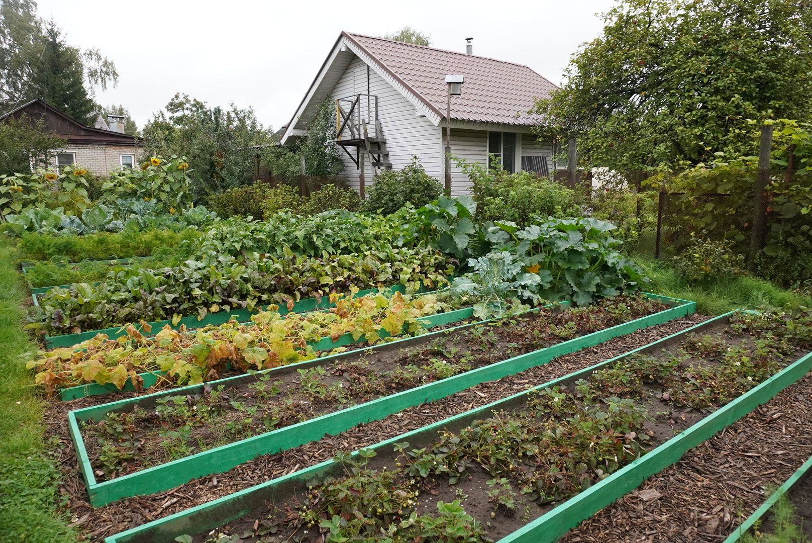Павловский Посад, Городской округ Павловский Посад, Помидор, Рекорд, Хозяйство, Люди,Чебурашка, день рождения Чебурашки, Успенский,