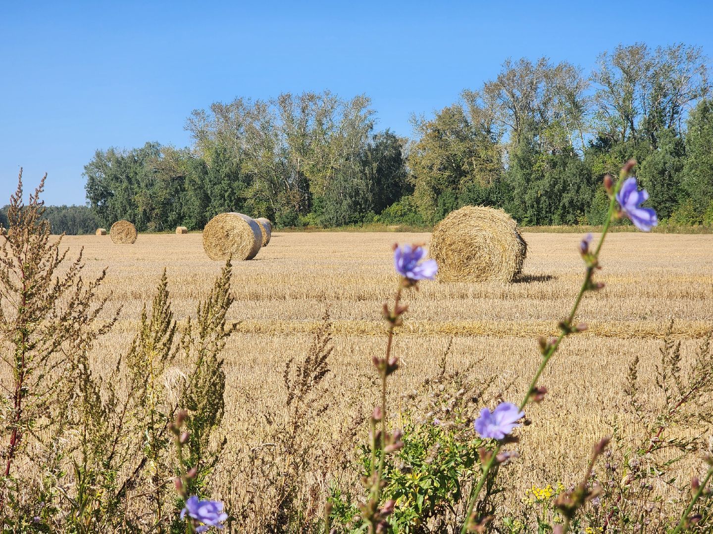Зарайск, сельское хозяйство, уборочная кампания,