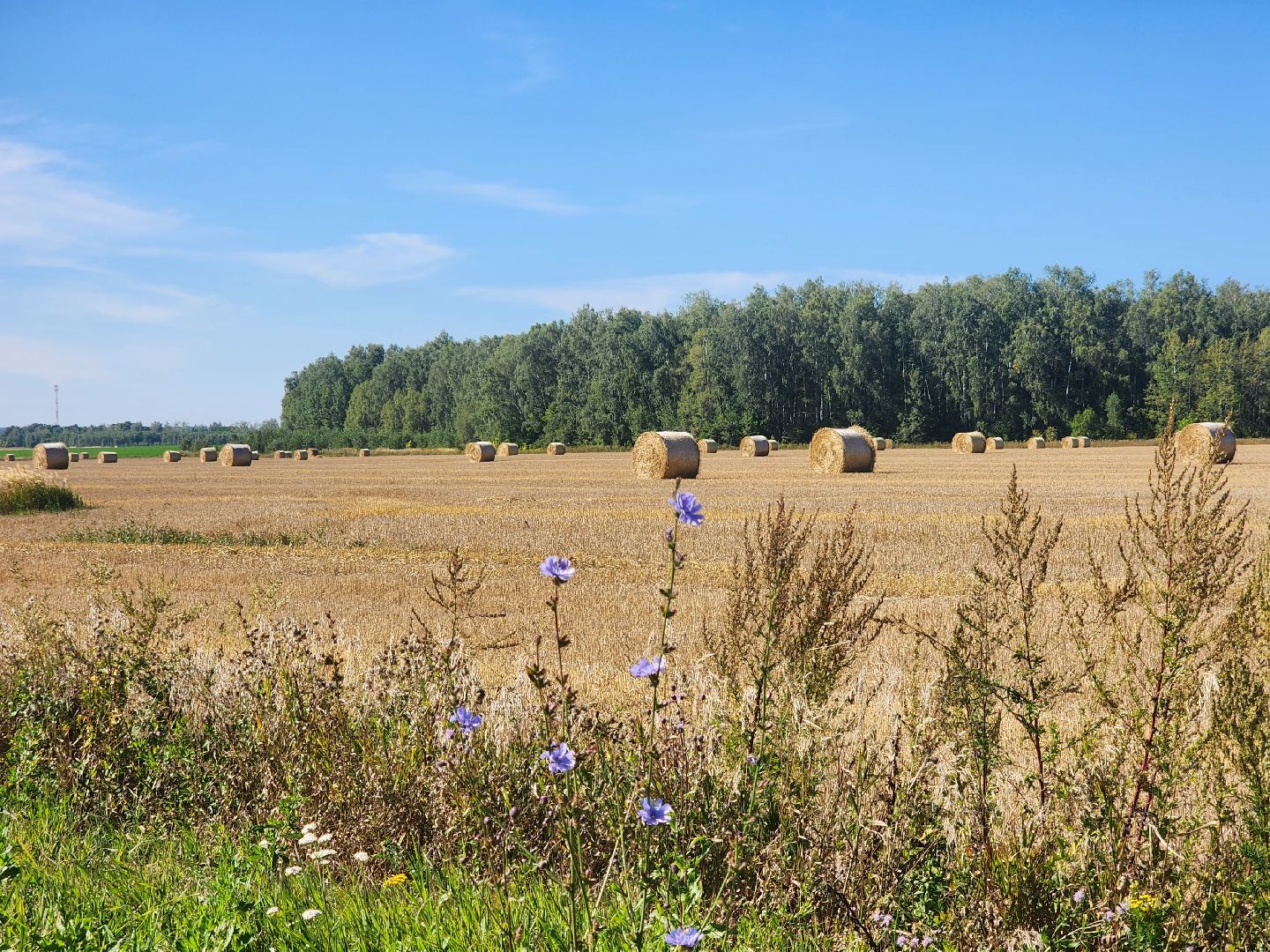 Зарайск, сельское хозяйство, уборочная кампания,