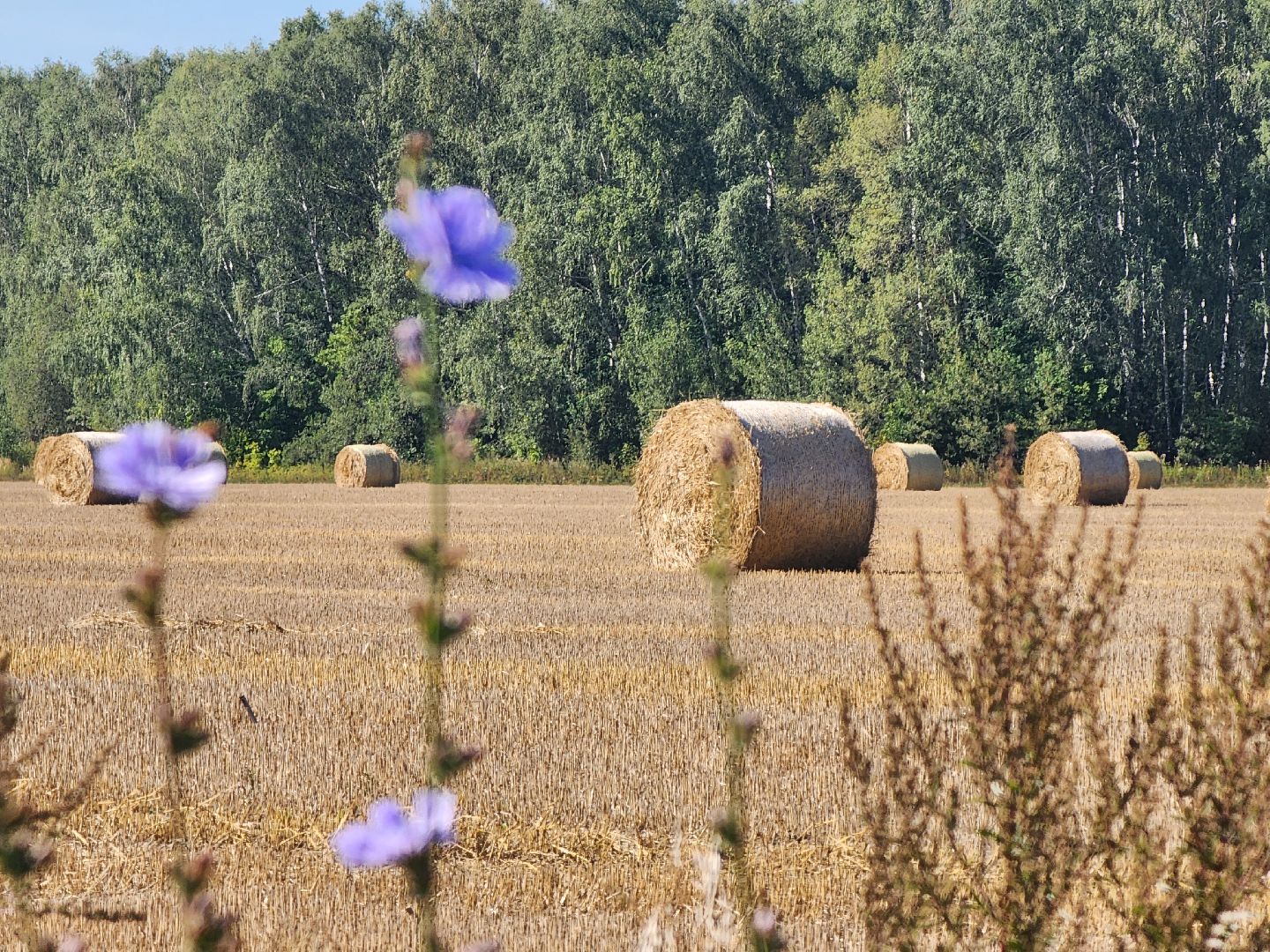 Зарайск, сельское хозяйство, уборочная кампания,