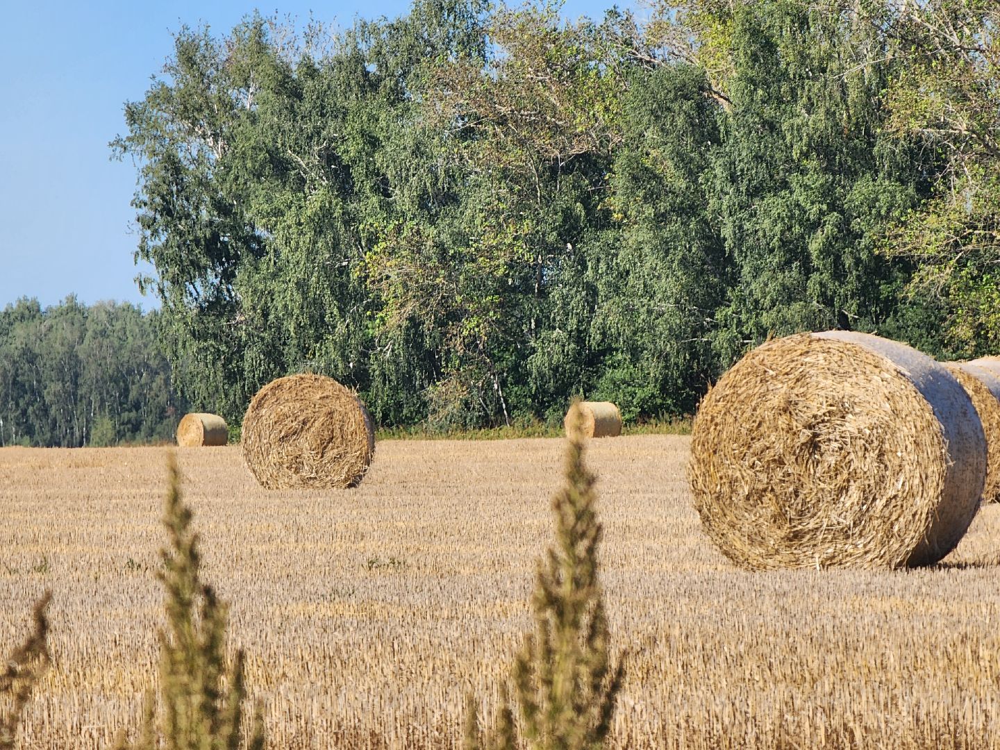Зарайск, сельское хозяйство, уборочная кампания,