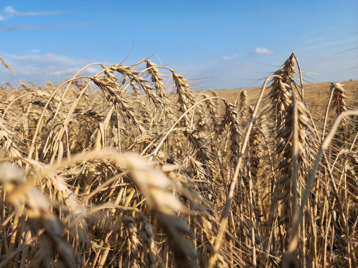 Зарайск, сельское хозяйство, уборочная кампания,