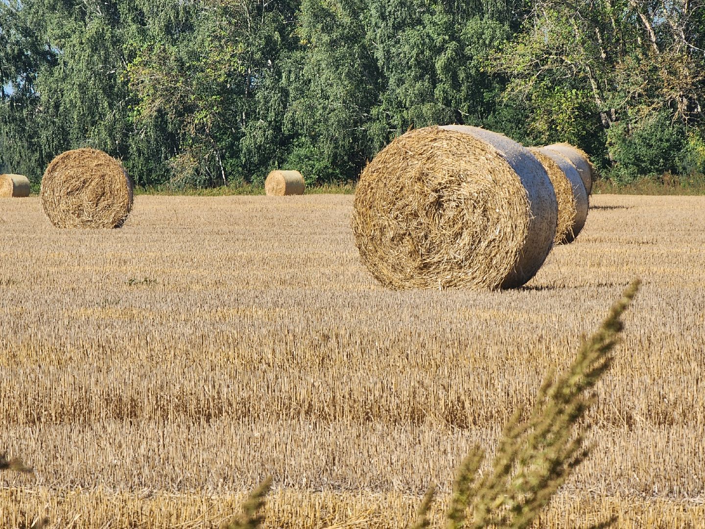 Зарайск, сельское хозяйство, уборочная кампания,