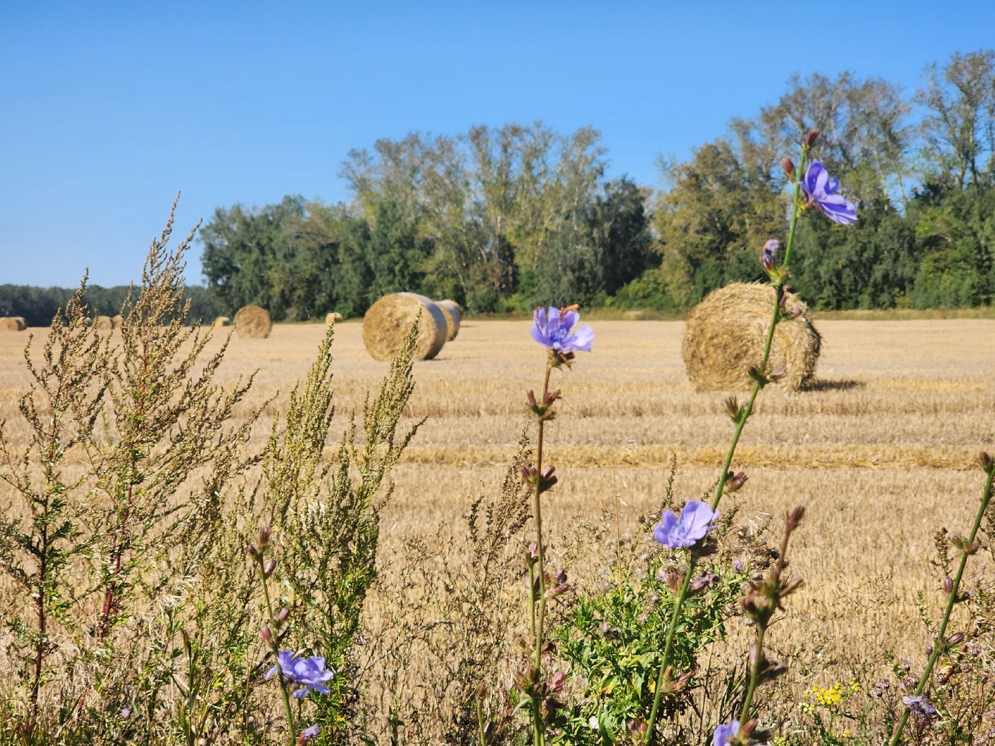 Зарайск, сельское хозяйство, уборочная кампания,