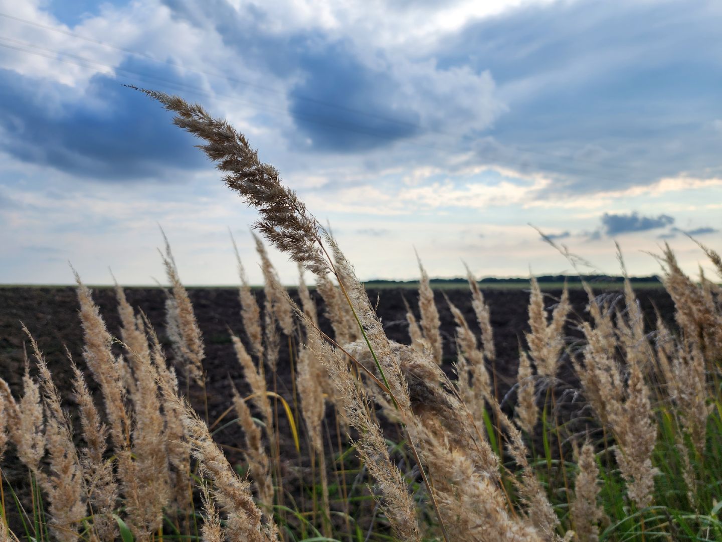 Зарайск, сельское хозяйство, уборочная кампания,