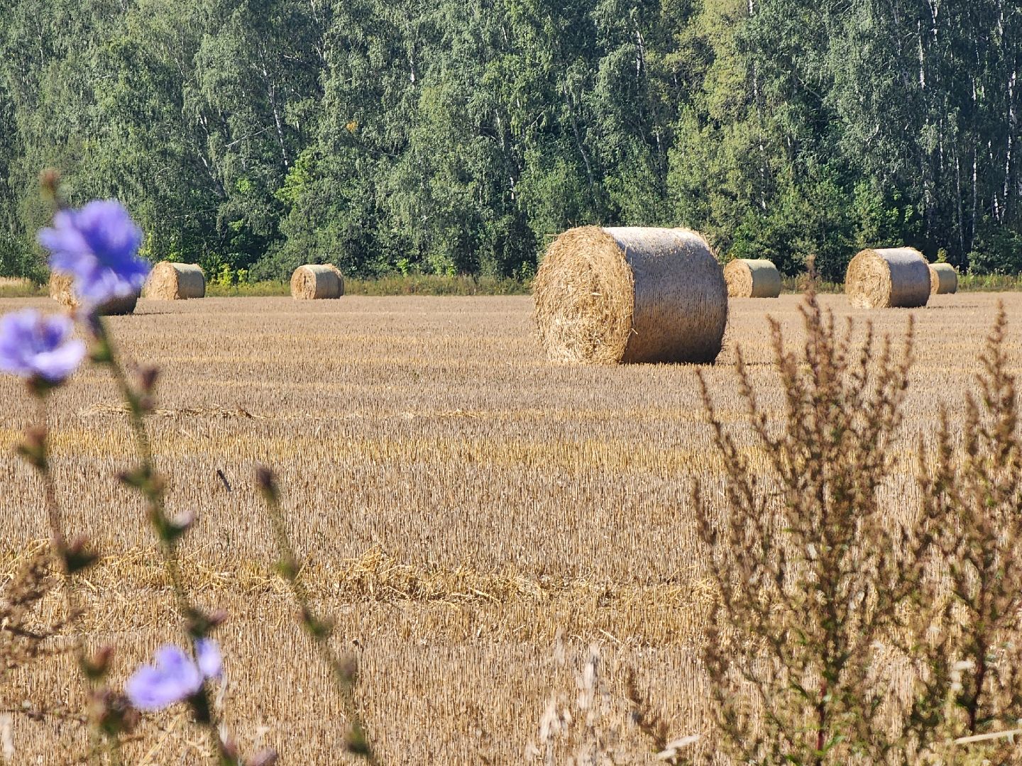 Зарайск, сельское хозяйство, уборочная кампания,