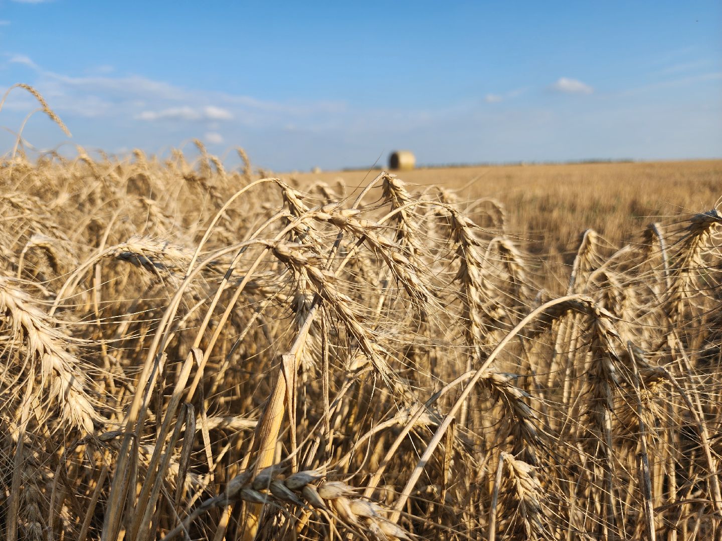 Зарайск, сельское хозяйство, уборочная кампания,