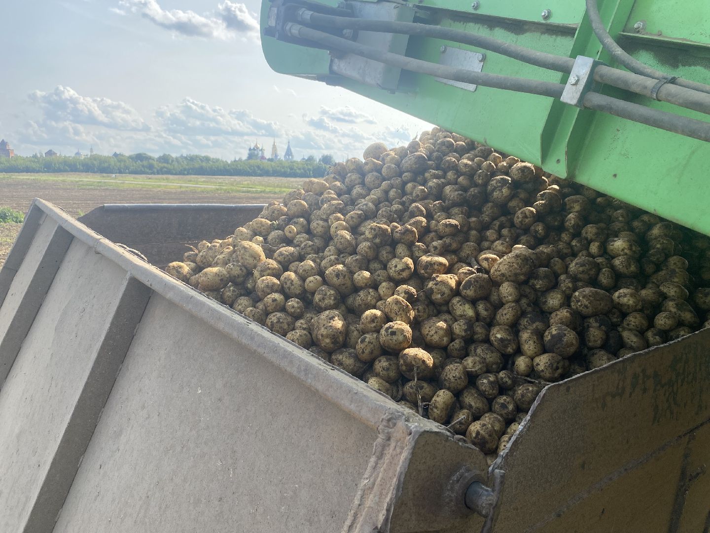Коломна, Сельское хозяйство, уборочная кампания, картофель,
