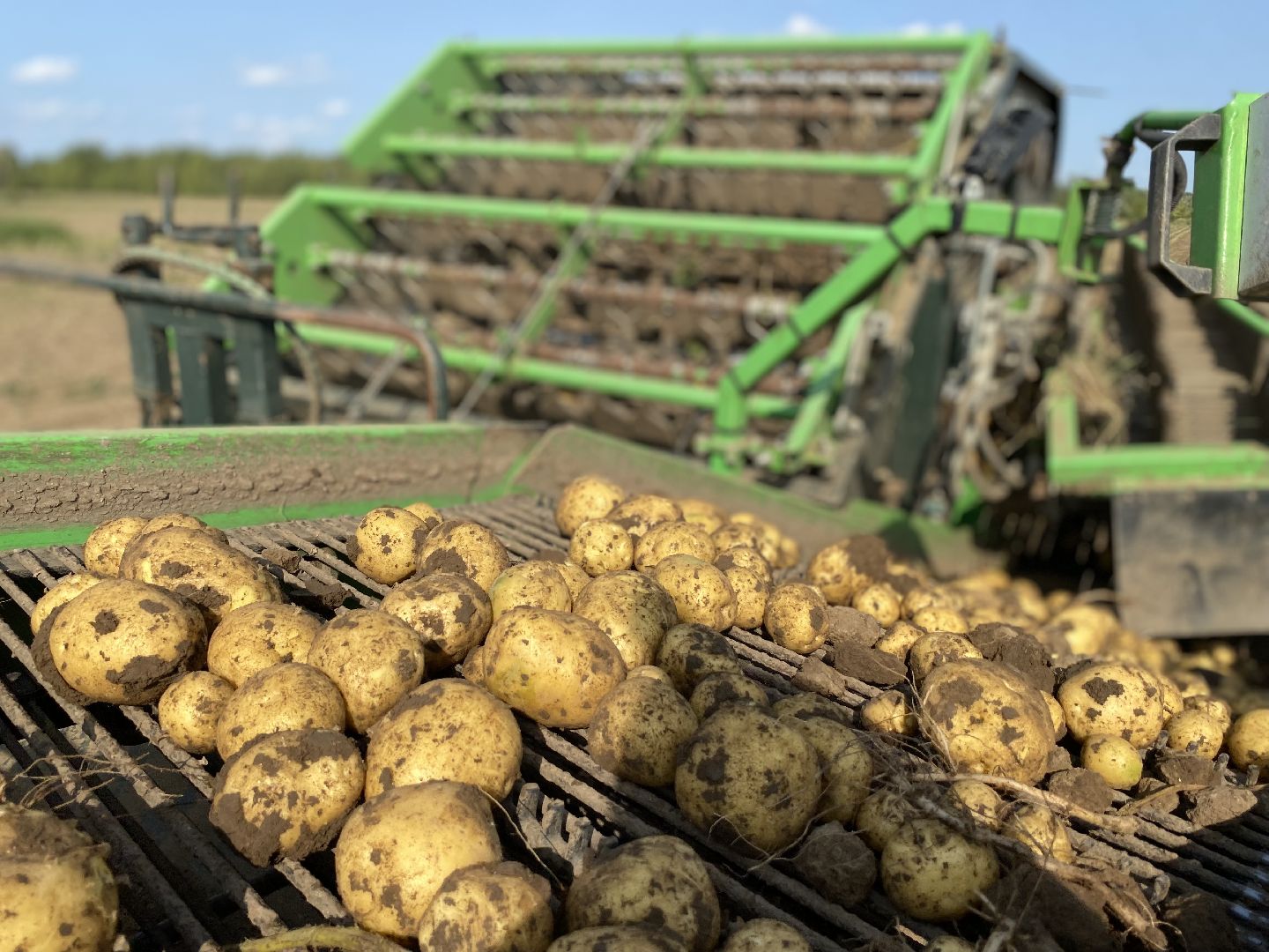 Коломна, Сельское хозяйство, уборочная кампания, картофель,