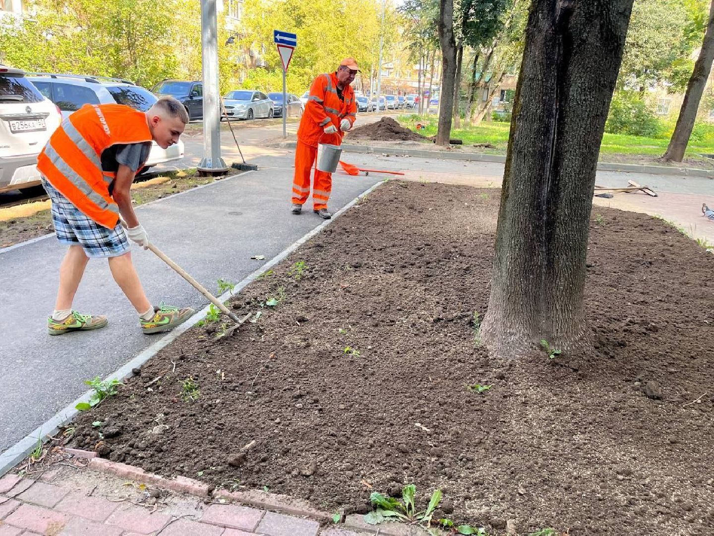 пушкино, газон, благоустройство, комплексное благоустройство, трава, коммунальная служба,