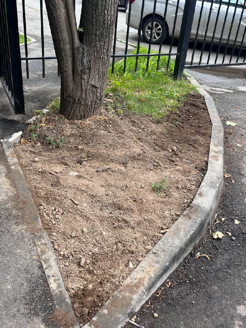 пушкино, газон, благоустройство, комплексное благоустройство, трава, коммунальная служба,