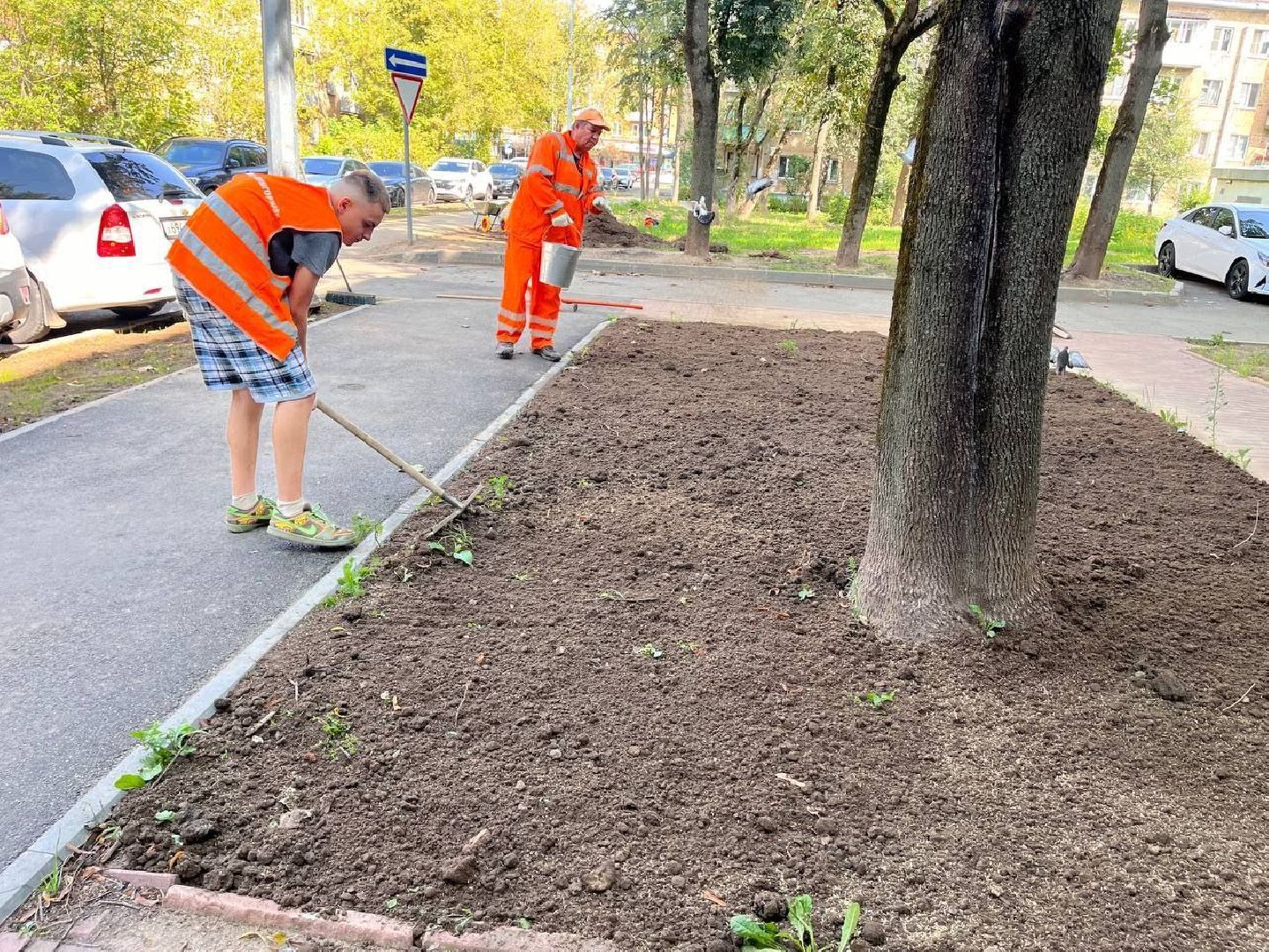 пушкино, газон, благоустройство, комплексное благоустройство, трава, коммунальная служба,