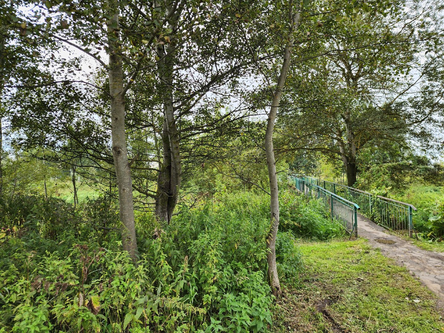 жители, общество, народная тропа, деревня стулово, благоустройство, богородский городской округ, власть,