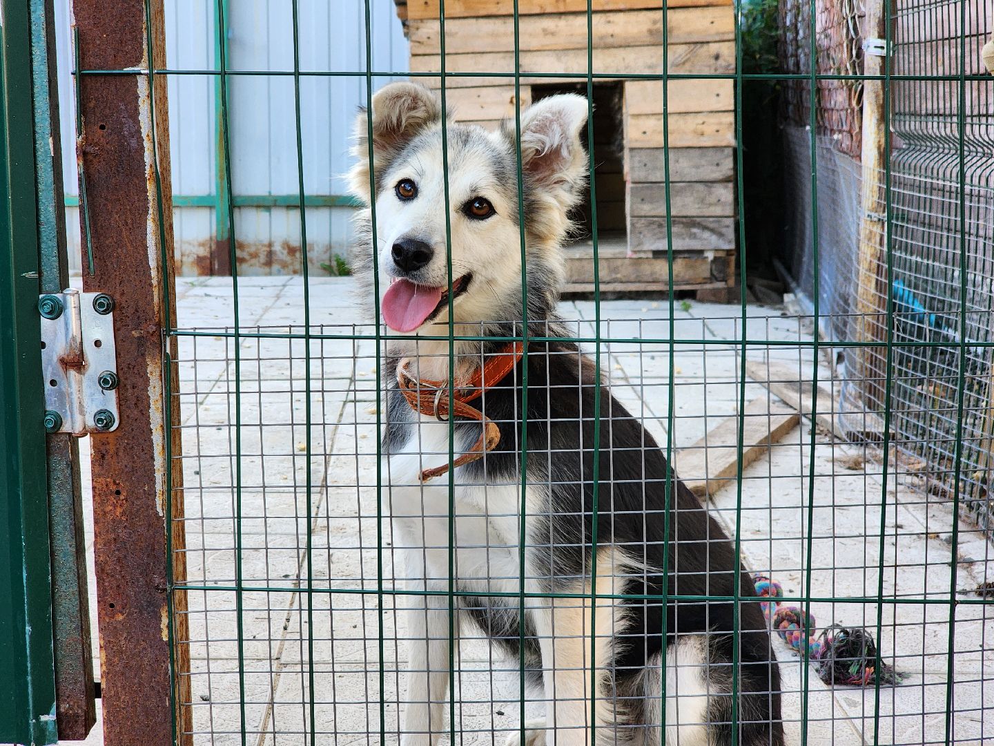 Подольск, зоозащитник, игорь айрапетян, Собаки, помощь животным,приют для собак,
