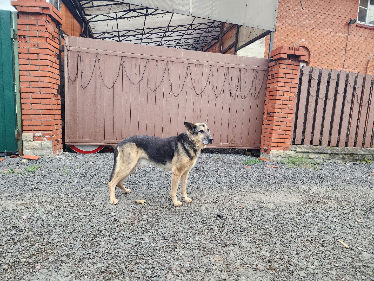 Подольск, зоозащитник, игорь айрапетян, Собаки, помощь животным,приют для собак,