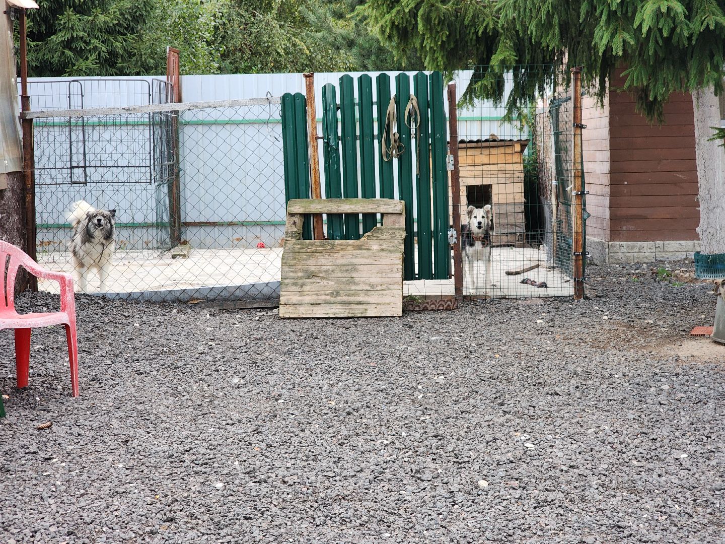 Подольск, зоозащитник, игорь айрапетян, Собаки, помощь животным,приют для собак,